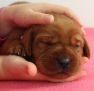 Best-red-star-IMG_9849-foxred-labrador-welpen.jpg