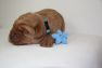 Hellblau_foxred-labrador-welpen-IMG_1918.jpg