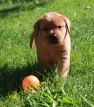 Best-red-star-IMG_0191-foxred-labrador-welpen.jpg