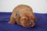 Dunkelblau_foxred-labrador-welpen-IMG_1940.jpg