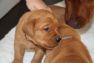 Emma_foxred-labrador-welpen-IMG_2260.jpg