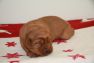 Best-red-star-IMG_9584-foxred-labrador-welpen.jpg