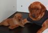 Malou_foxred-labrador-welpen-IMG_2268.jpg