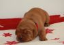 Best-red-star-IMG_9576-foxred-labrador-welpen.jpg