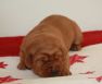 Best-red-star-IMG_9578-foxred-labrador-welpen.jpg