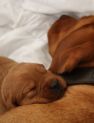 Best-red-star-IMG_9898-foxred-labrador-welpen.jpg