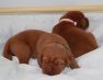 Best-red-star-IMG_9525-foxred-labrador-welpen.jpg