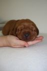 Emma_foxred-labrador-welpen-IMG_1957.jpg