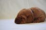 Dunkelblau_foxred-labrador-welpen-IMG_2197.jpg