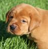 Best-red-star-IMG_0146-foxred-labrador-welpen.jpg