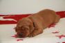 Best-red-star-IMG_9583-foxred-labrador-welpen.jpg