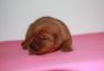 Best-red-star-IMG_9821-foxred-labrador-welpen.jpg