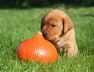 Best-red-star-IMG_0112-foxred-labrador-welpen.jpg