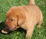 Best-red-star-IMG_0169-foxred-labrador-welpen.jpg