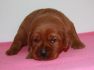 Best-red-star-IMG_9817-foxred-labrador-welpen.jpg