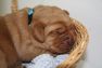 Hellblau_foxred-labrador-welpen-IMG_1913.jpg