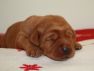 Best-red-star-IMG_9592-foxred-labrador-welpen.jpg